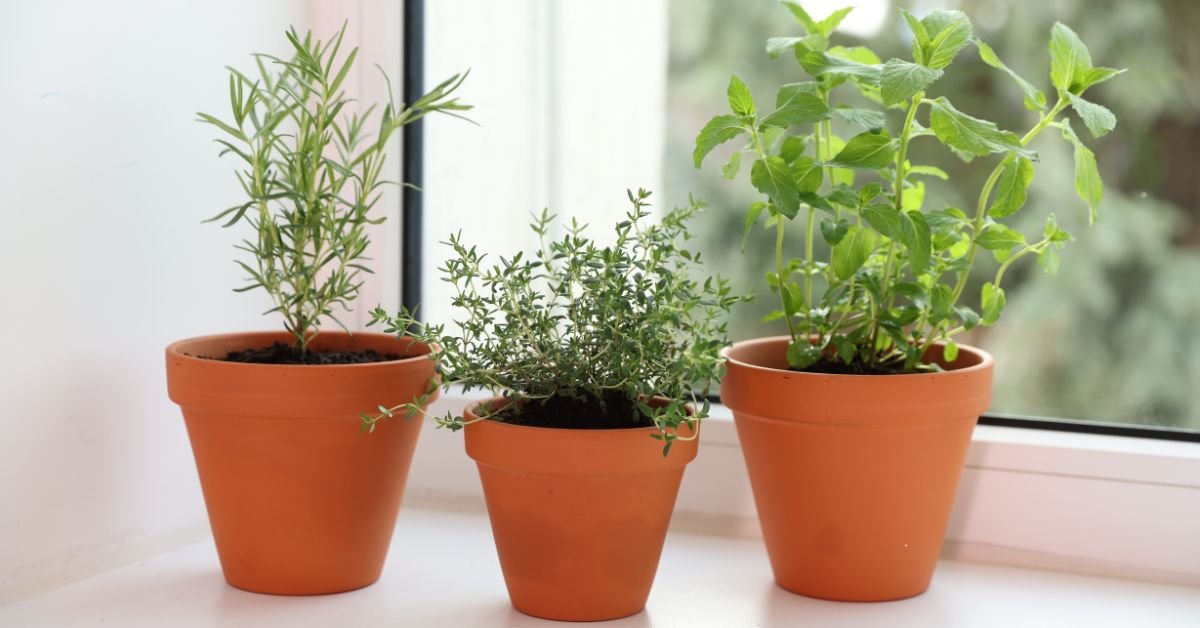 Indoor Herb Growing Kit